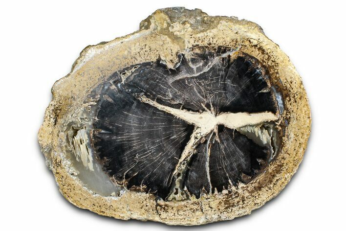 Petrified Wood (Schinoxylon) Round - Blue Forest, Wyoming #373478